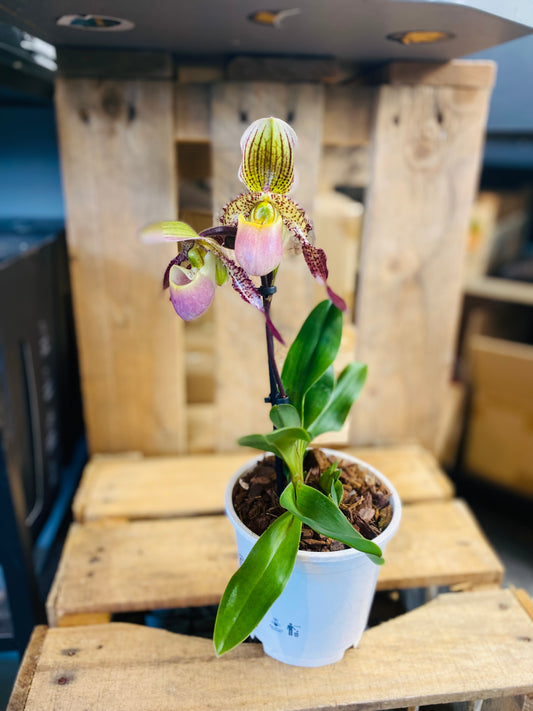 Paphiopedilum Pinocchio  - 2
