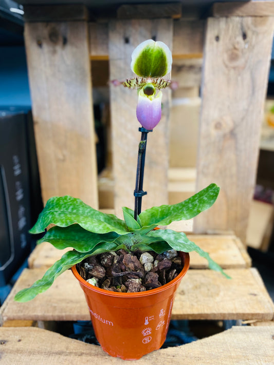 Paphiopedilum Pinocchio  - 3