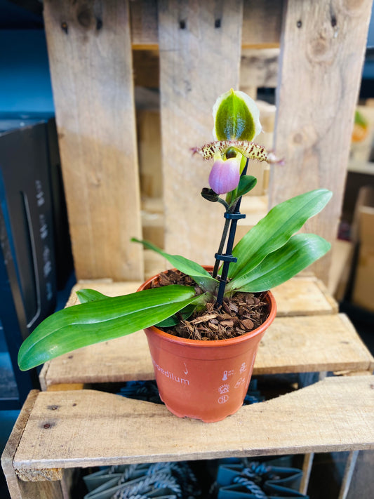 Paphiopedilum Pinocchio  - 4