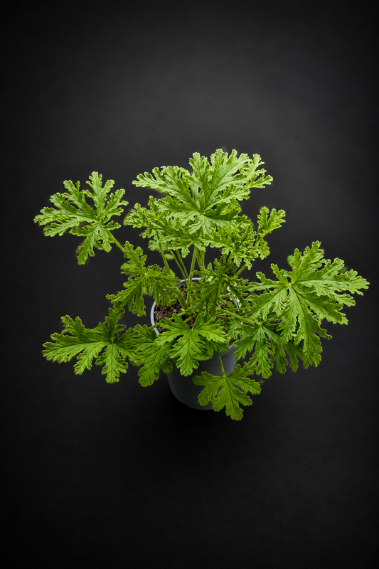 Pelargonium graveolens ‘Dr Westerlund’