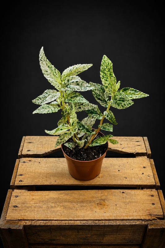 Pellionia Repens Variegata