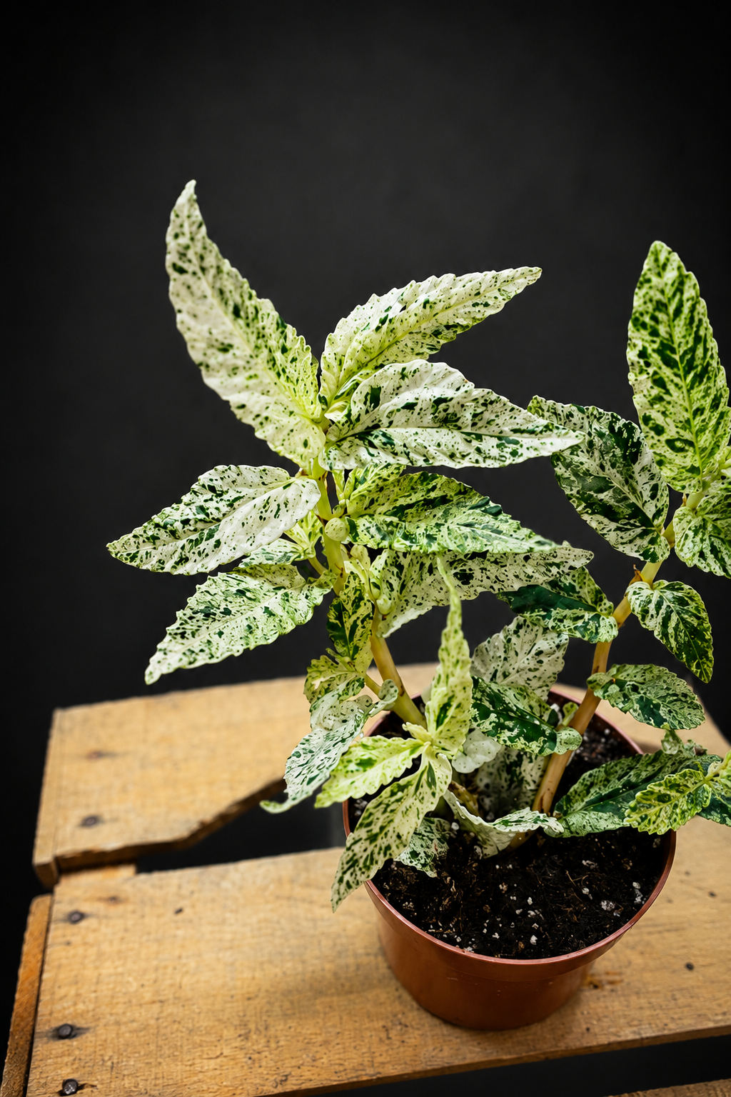 Pellionia Repens Variegata