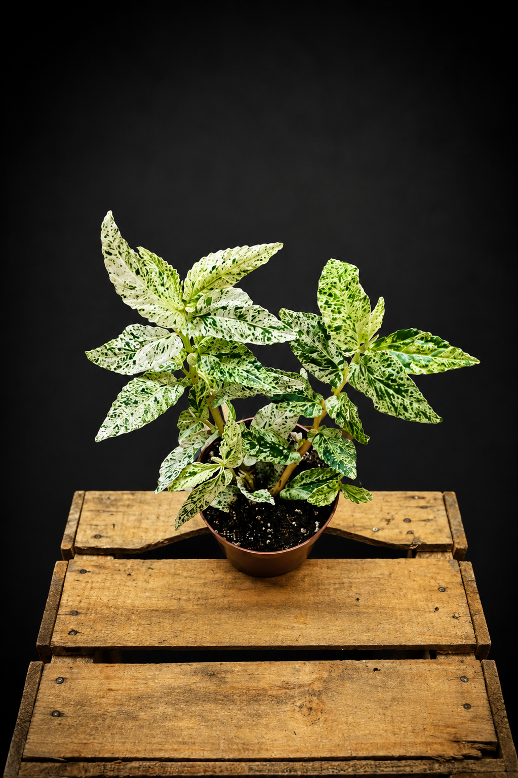 Pellionia Repens Variegata