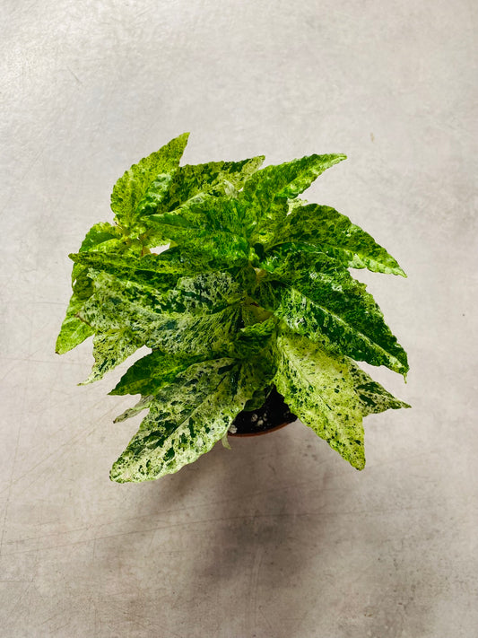 Pellionia Repens Variegata