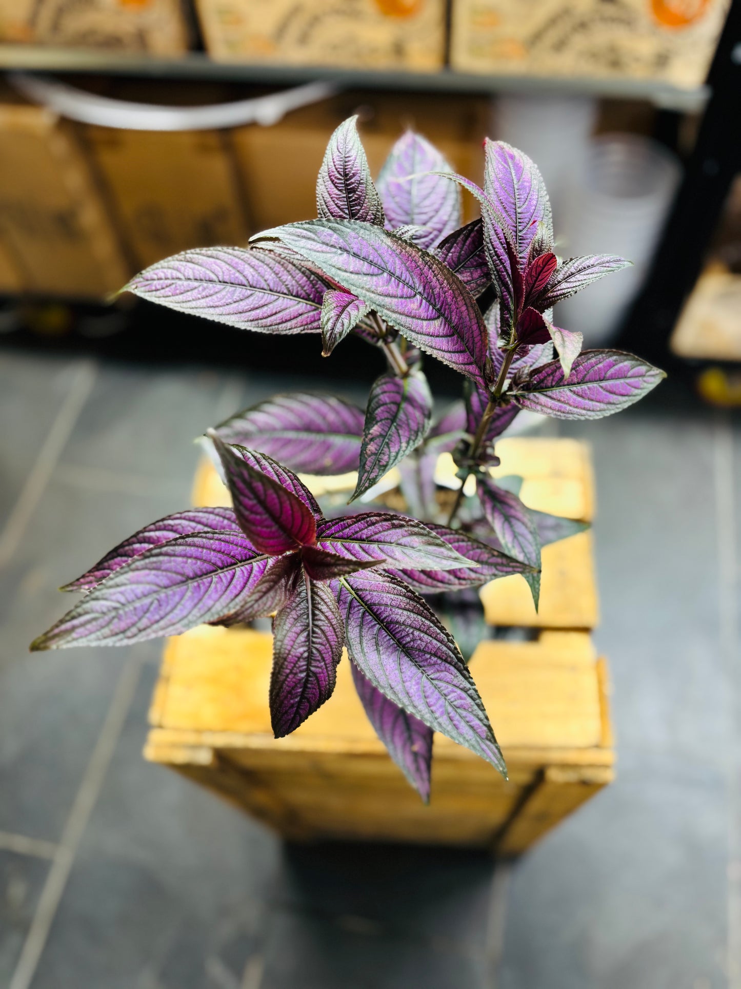 Strobilanthes Dyerianus - Persian Shield