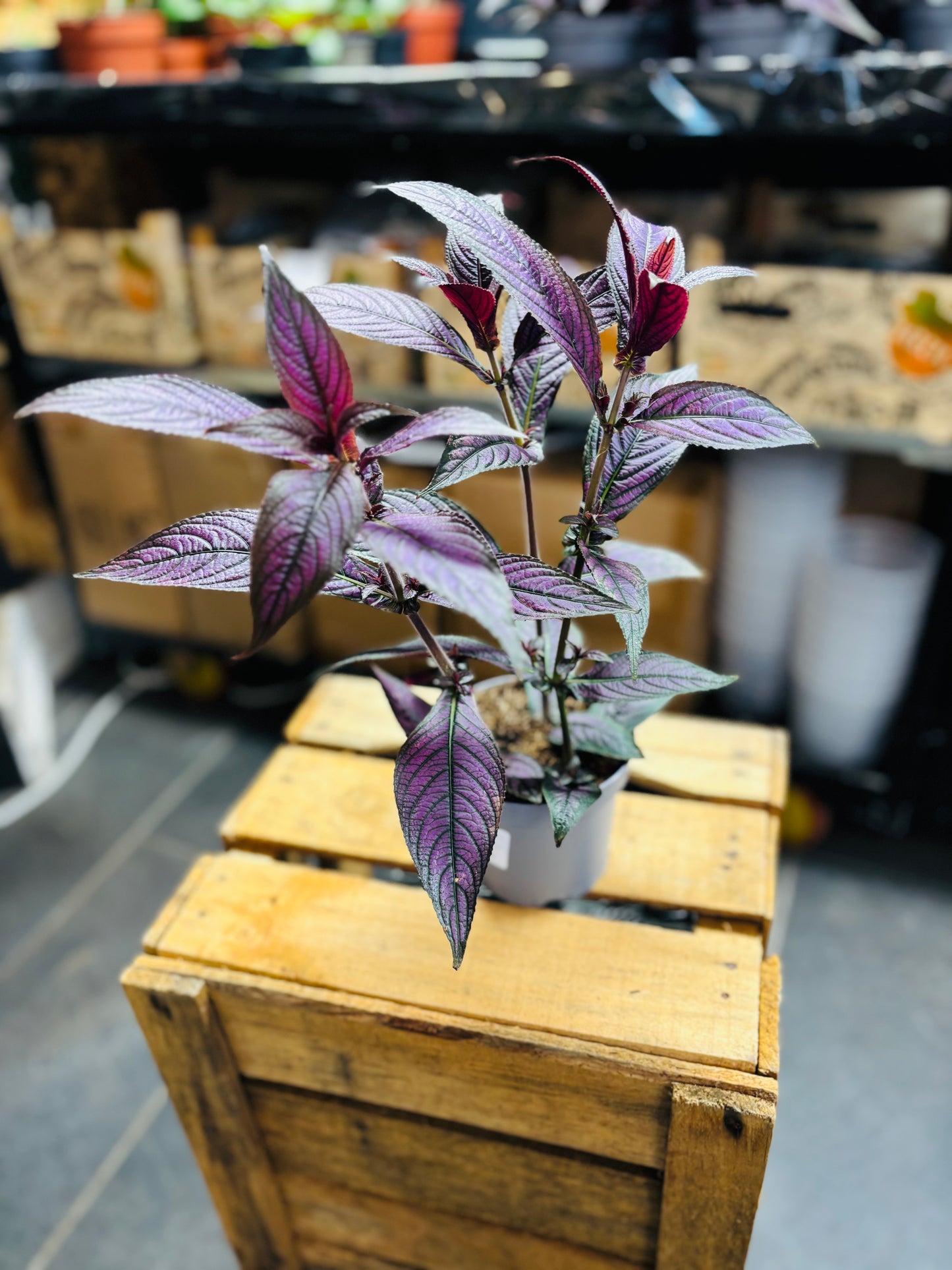 Strobilanthes Dyerianus - Persian Shield