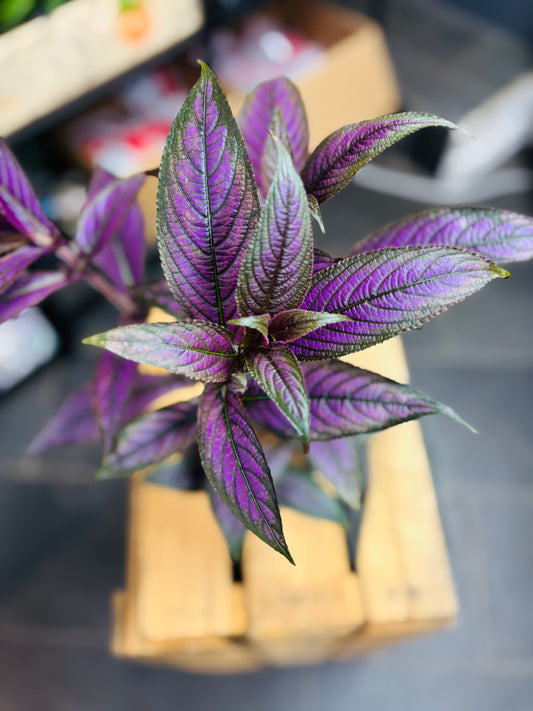 Strobilanthes Dyerianus - Persian Shield
