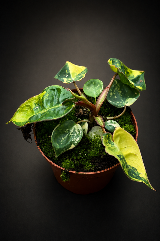 Philodendron Billietiae Variegata