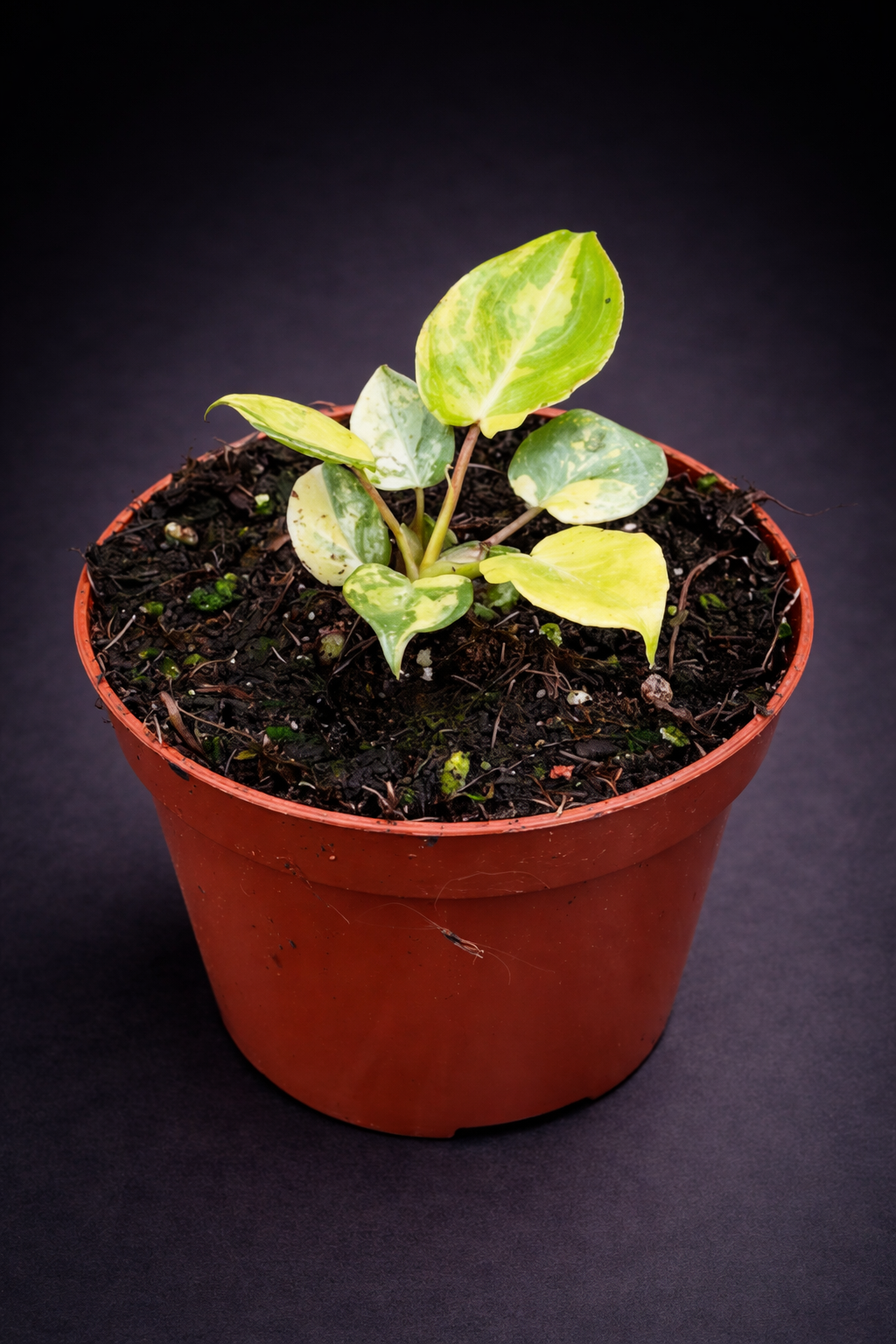 Philodendron Billietiae Variegata