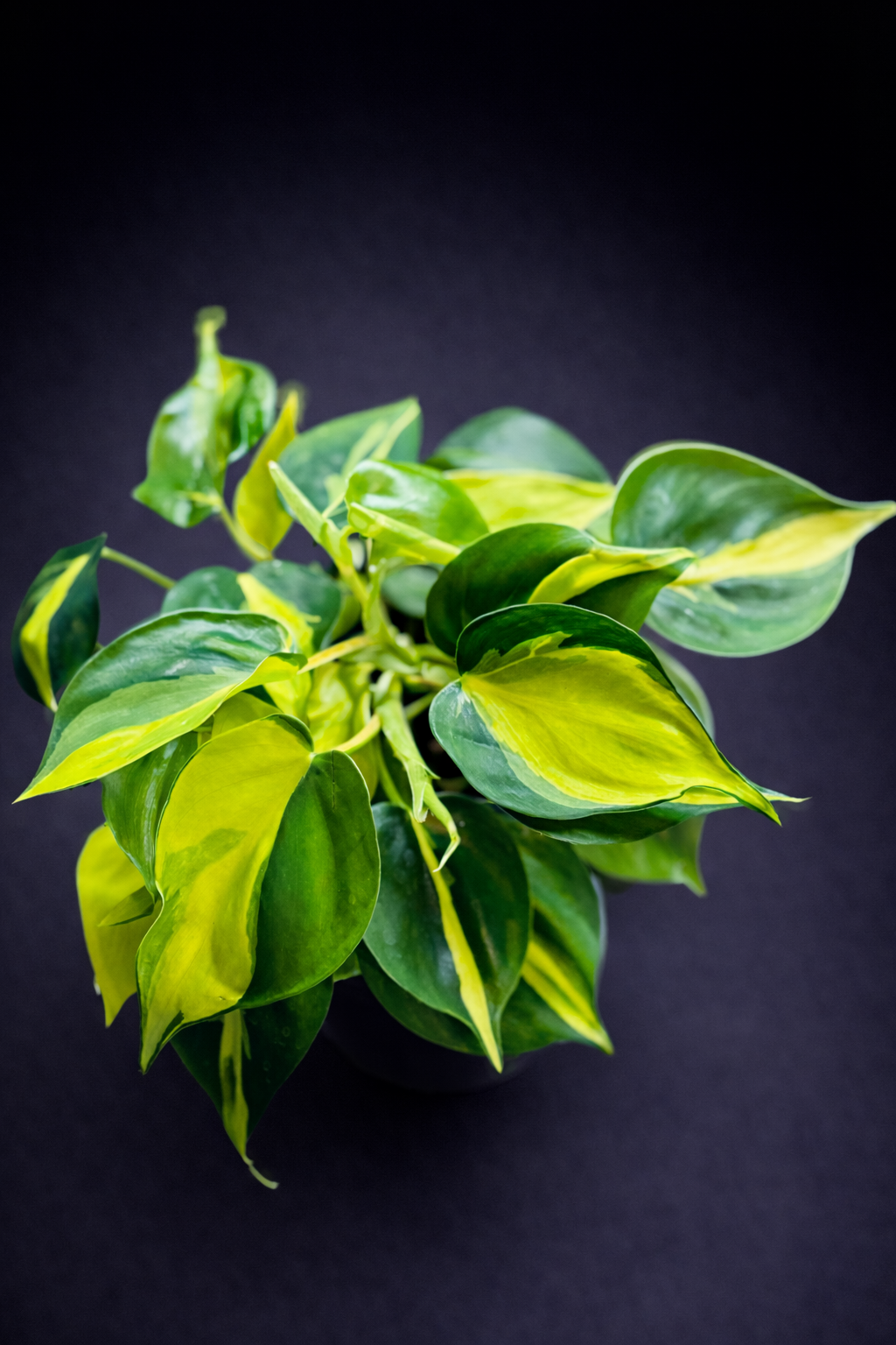 Philodendron Hederaceum Brasil