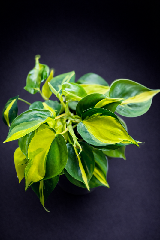 Philodendron Hederaceum Brasil