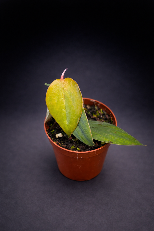 Philodendron Burle Marx Fantasy