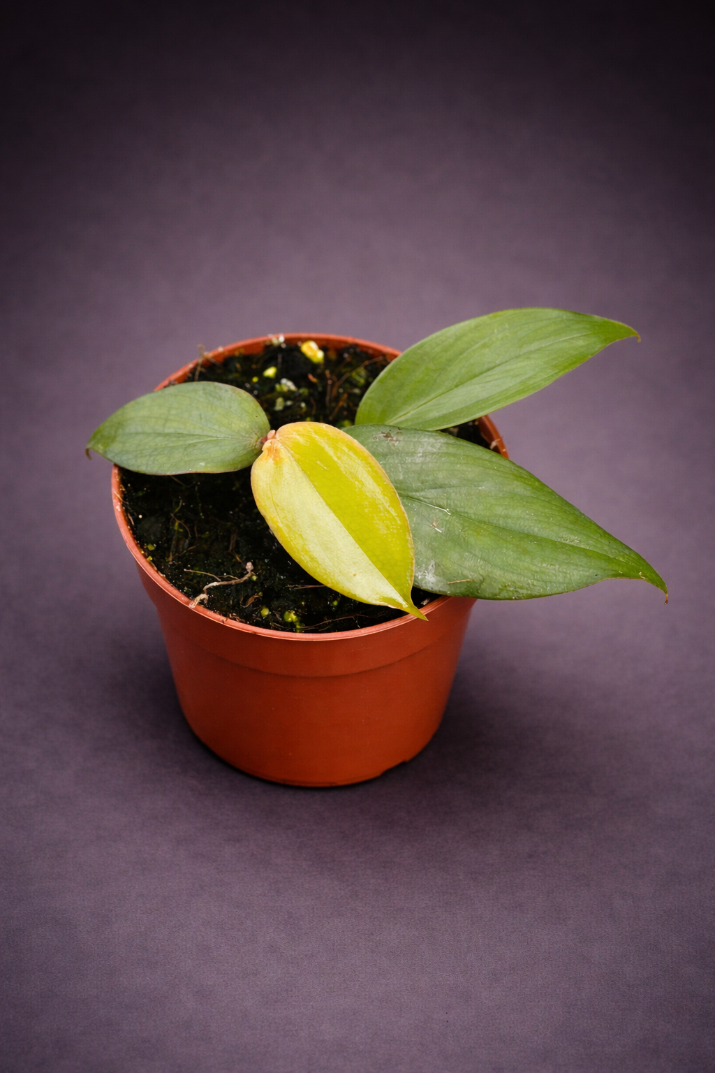 Philodendron Burle Marx Fantasy