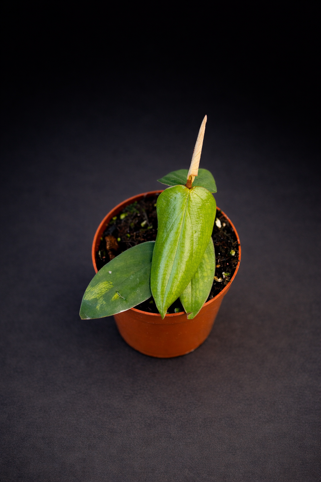 Philodendron Burle Marx Fantasy