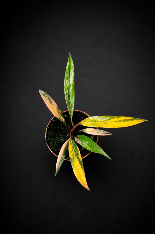 Philodendron Caramel Marble - 1