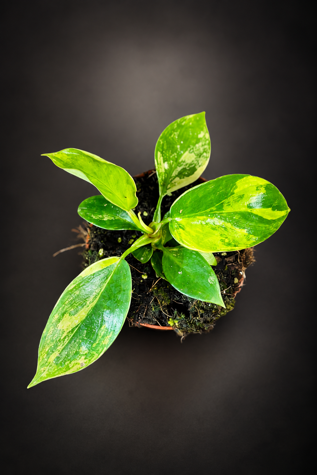 Philodendron Florida Beauty