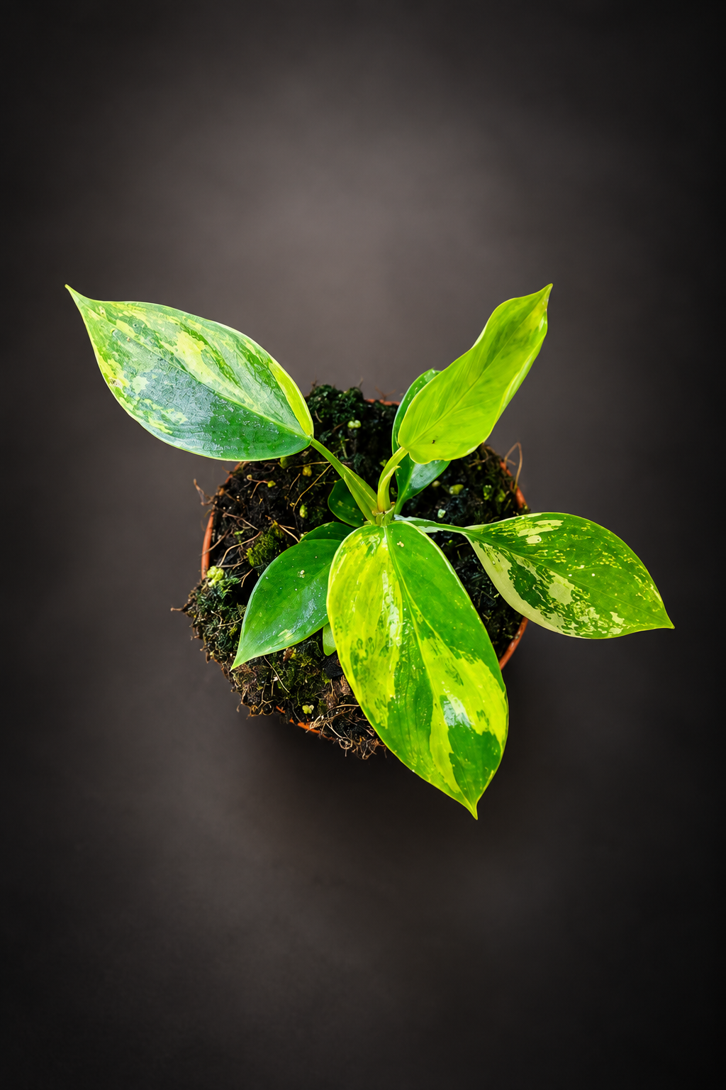 Philodendron Florida Beauty