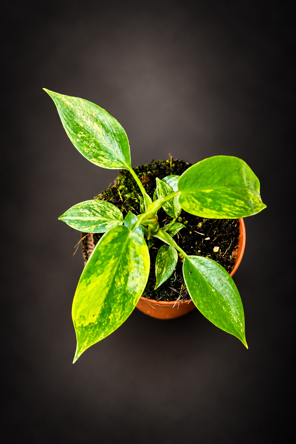 Philodendron Florida Beauty