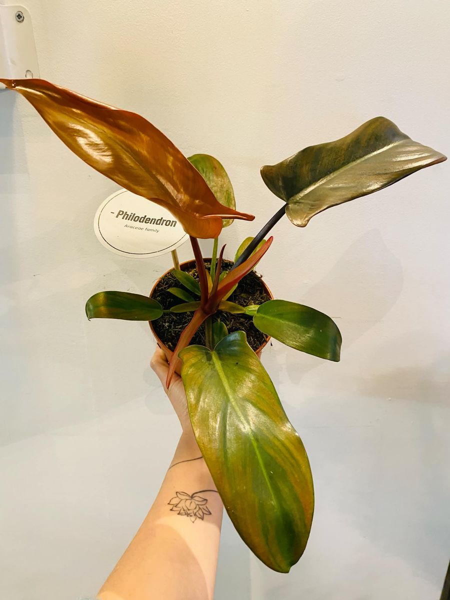 Philodendron Florida Bronze med unike bronse- og grønntoner, elegante flikete blader som gir et sofistikert uttrykk.