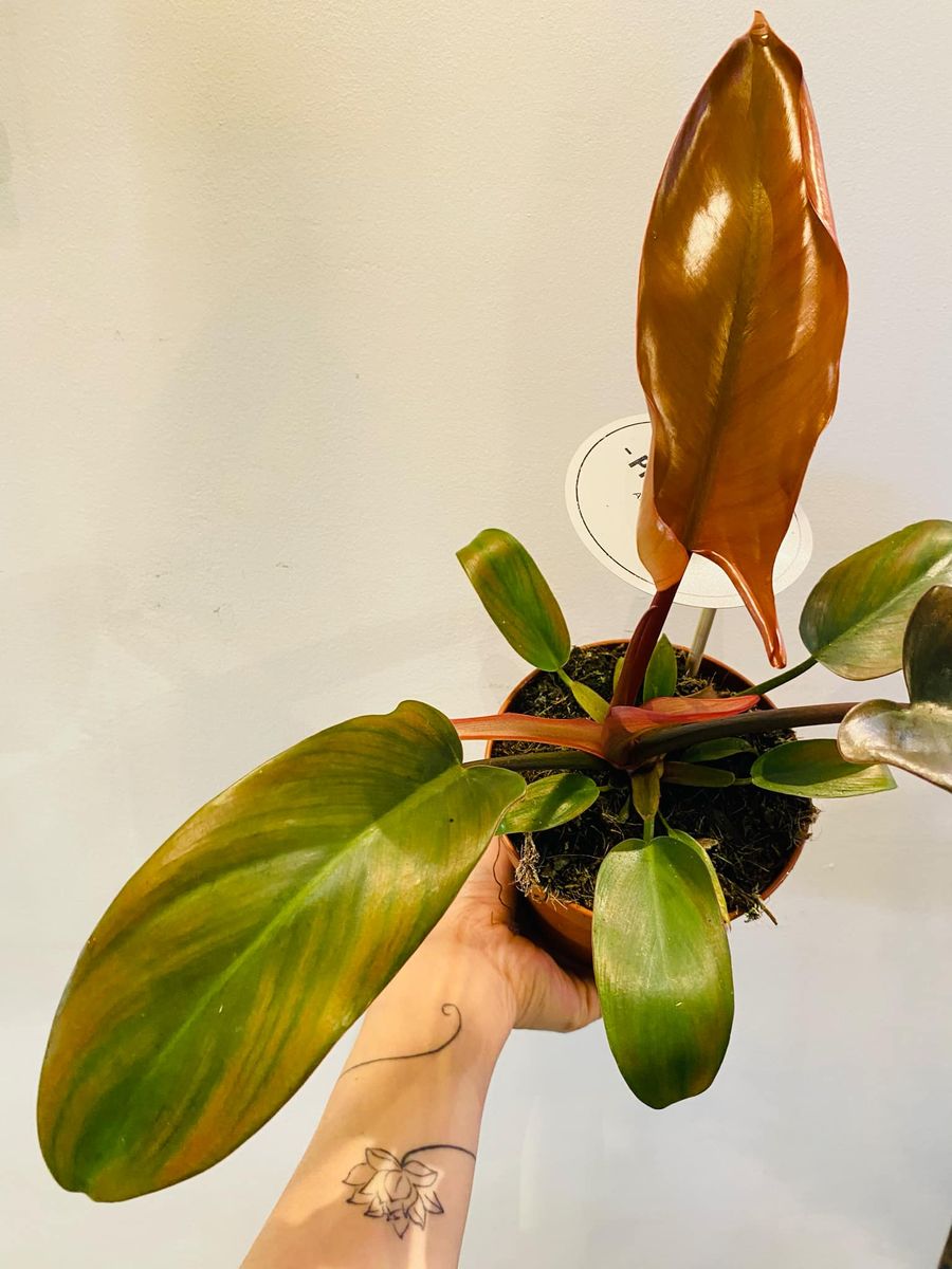 Philodendron Florida Bronze med unike bronse- og grønntoner, elegante flikete blader som gir et sofistikert uttrykk.