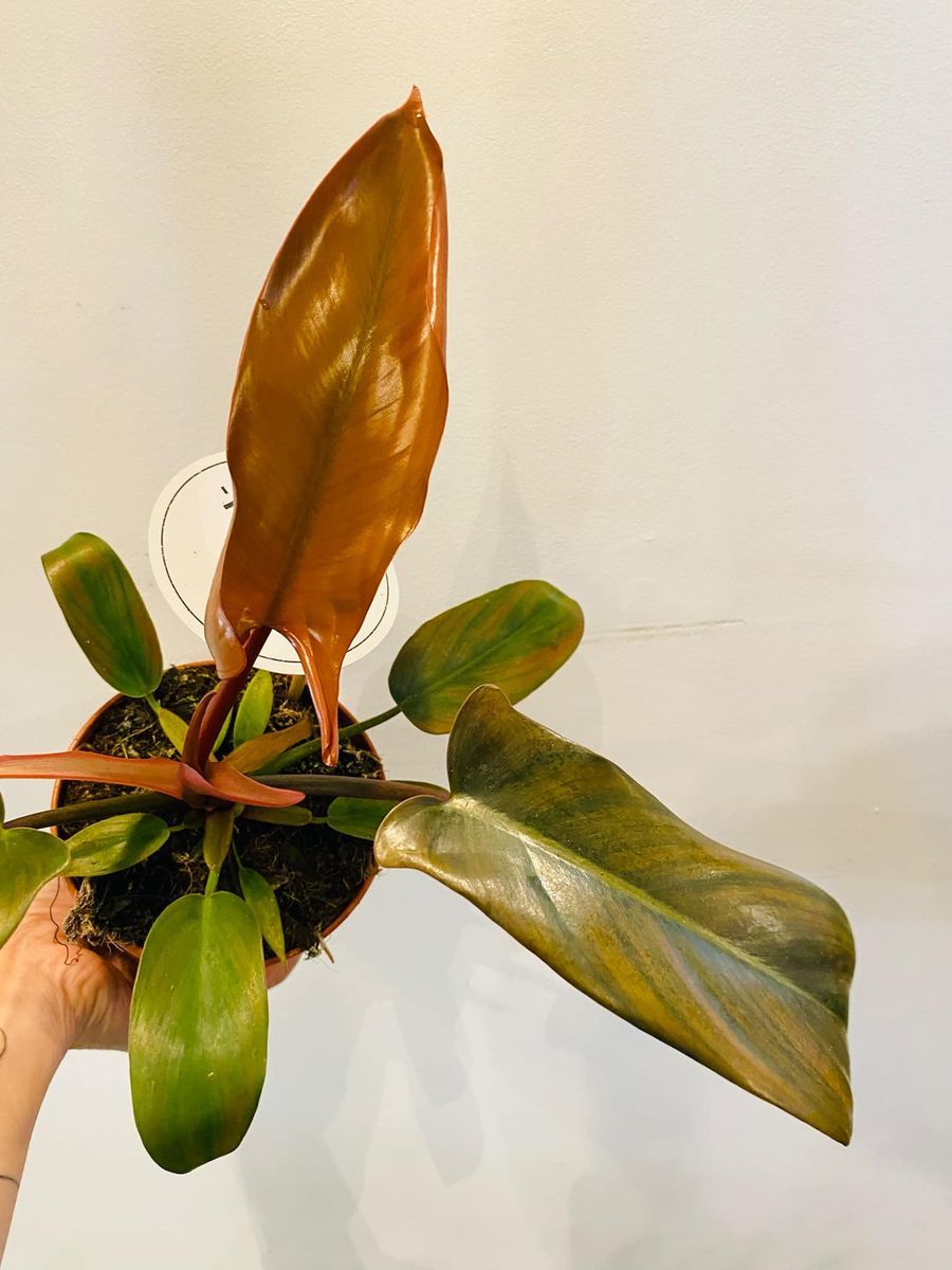 Philodendron Florida Bronze med unike bronse- og grønntoner, elegante flikete blader som gir et sofistikert uttrykk.