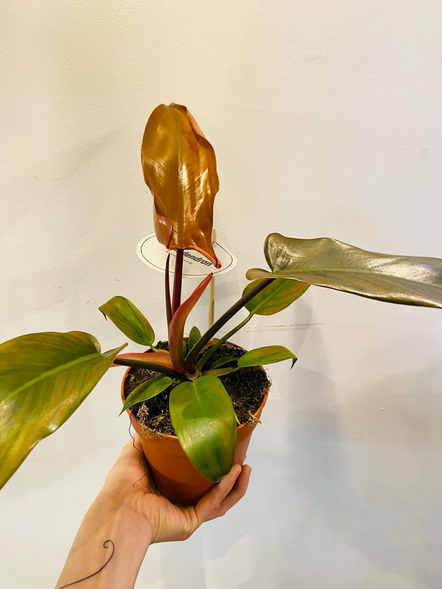 Philodendron Florida Bronze med unike bronse- og grønntoner, elegante flikete blader som gir et sofistikert uttrykk.