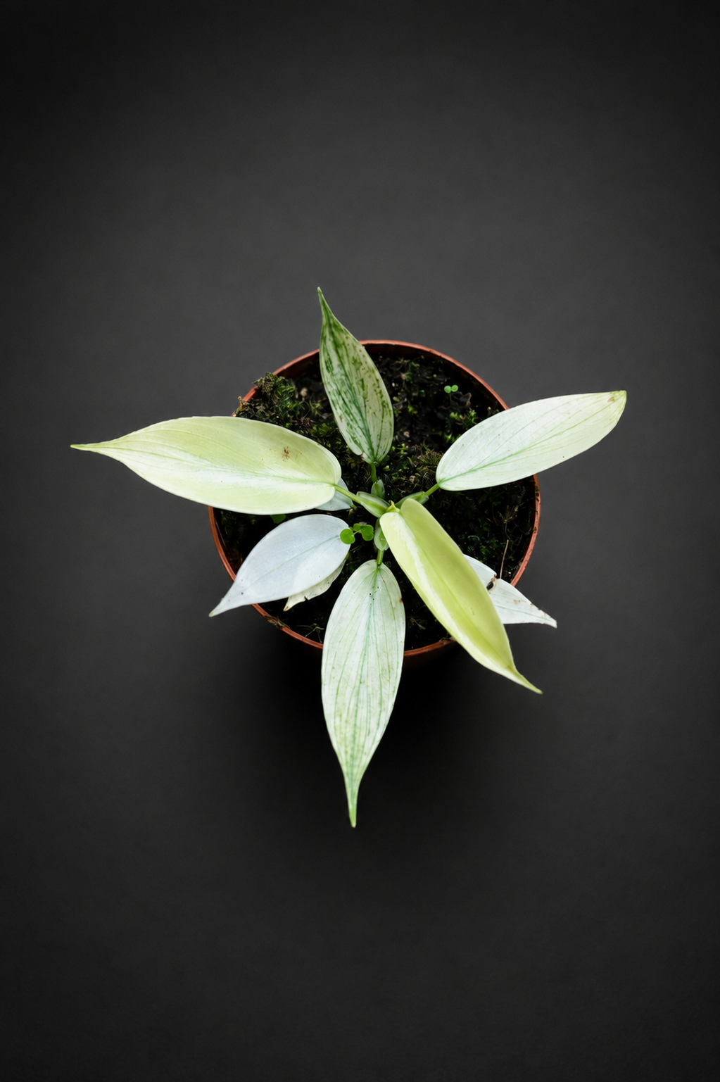 Philodendron Florida Ghost