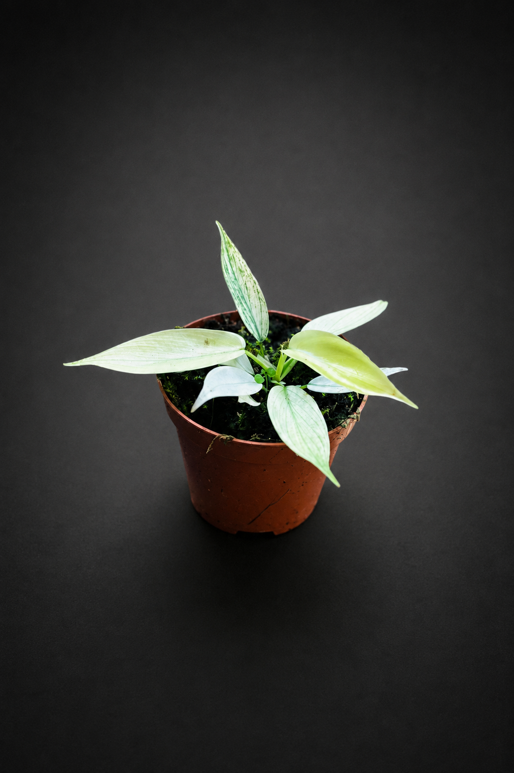 Philodendron Florida Ghost