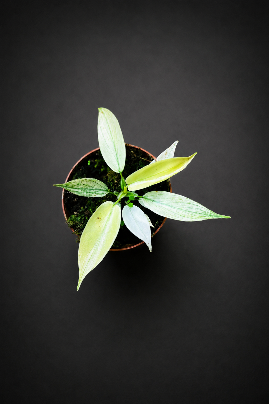 Philodendron Florida Ghost