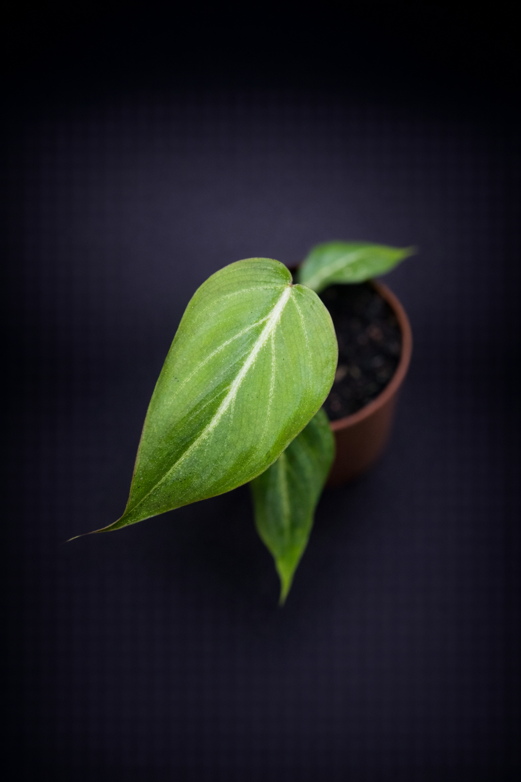 Philodendron Gloriosum