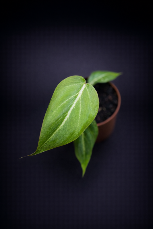 Philodendron Gloriosum