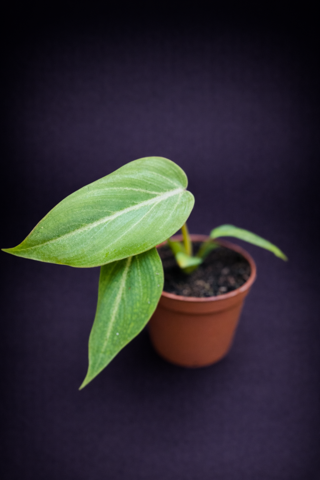 Philodendron Gloriosum