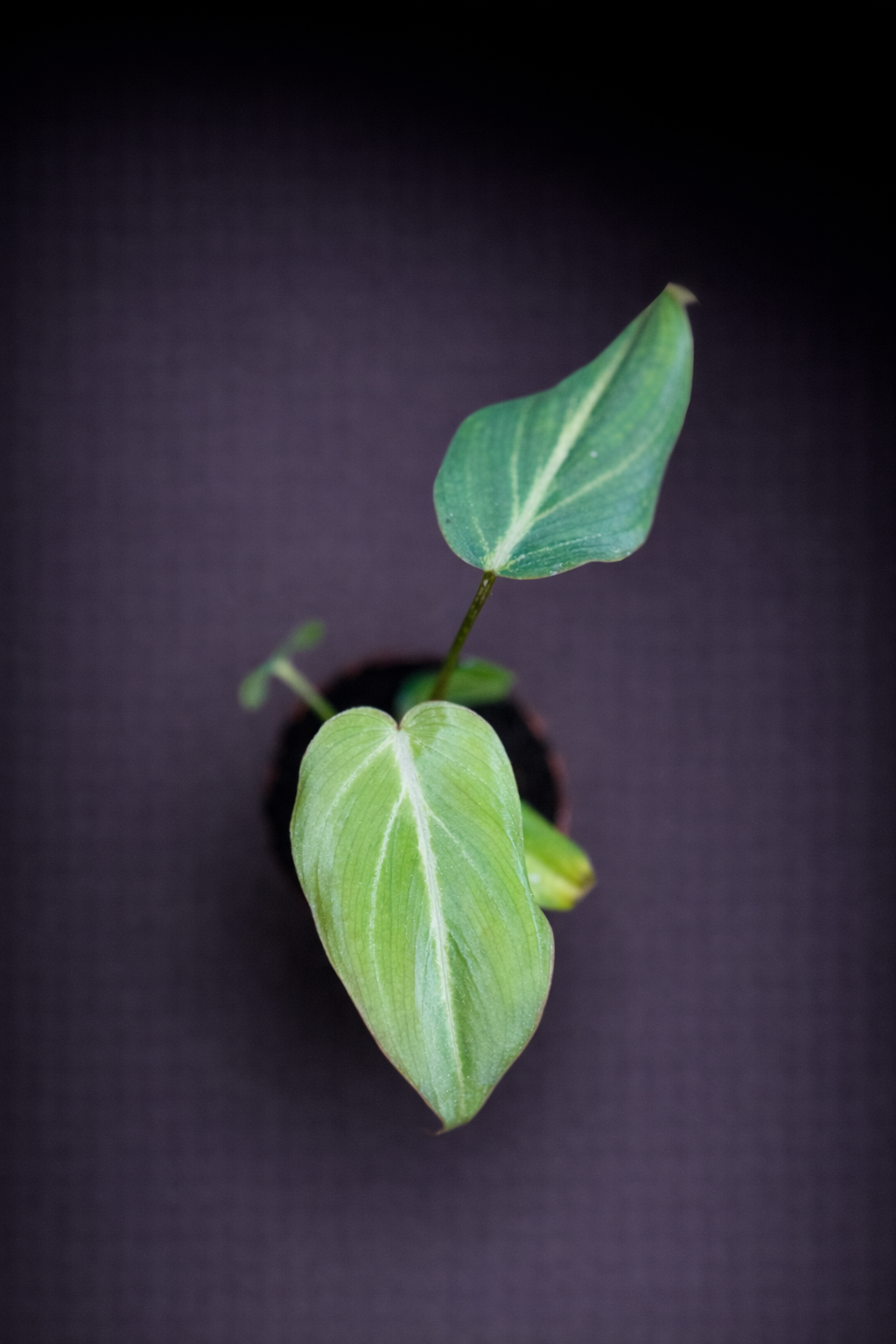 Philodendron Gloriosum