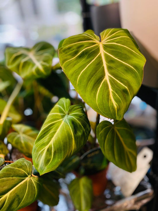 Philodendron Gloriosum Dark Form med store, fløyelsaktige, hjerteformede blader og fremtredende hvite årer.