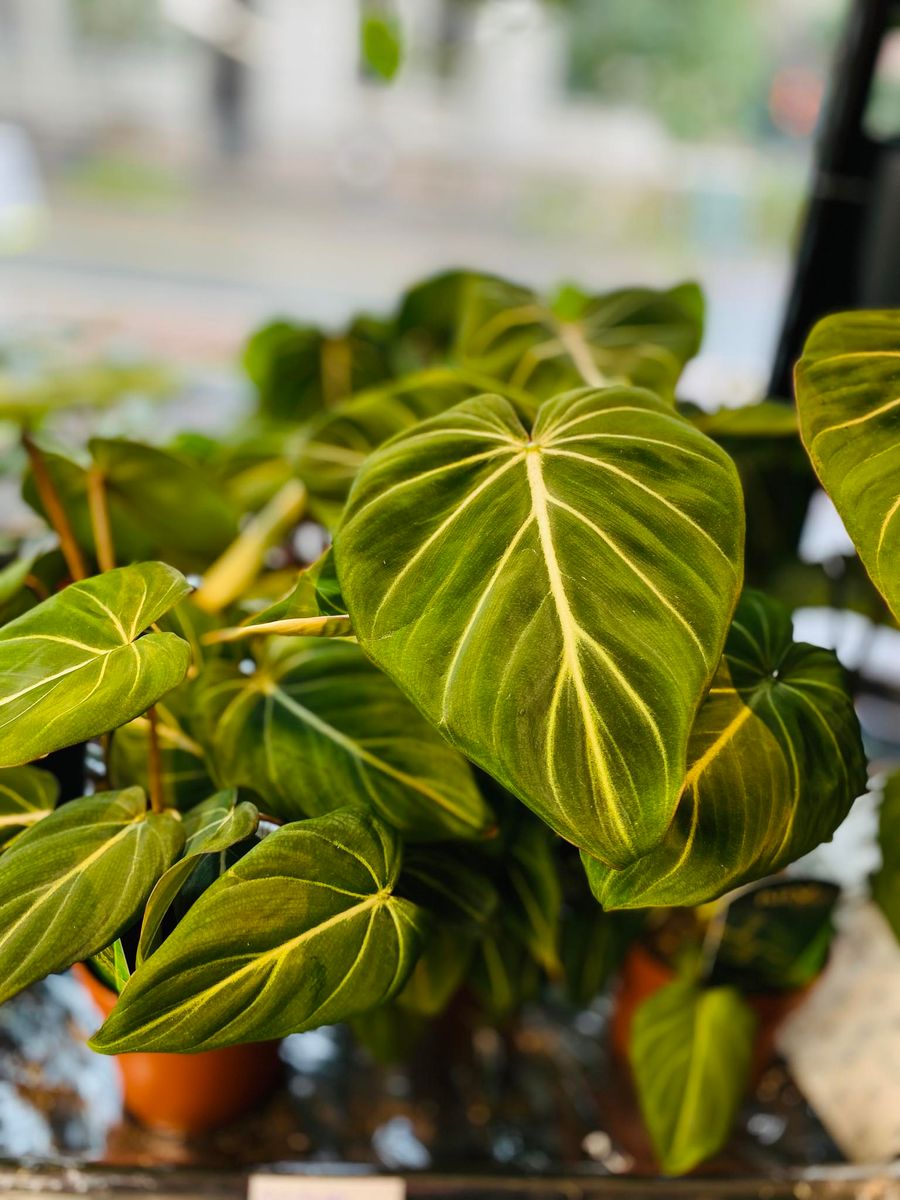 Philodendron Gloriosum Dark Form med store, fløyelsaktige, hjerteformede blader og fremtredende hvite årer.