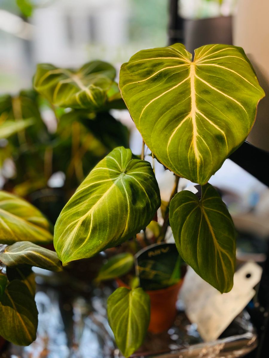 Philodendron Gloriosum Dark Form med store, fløyelsaktige, hjerteformede blader og fremtredende hvite årer.