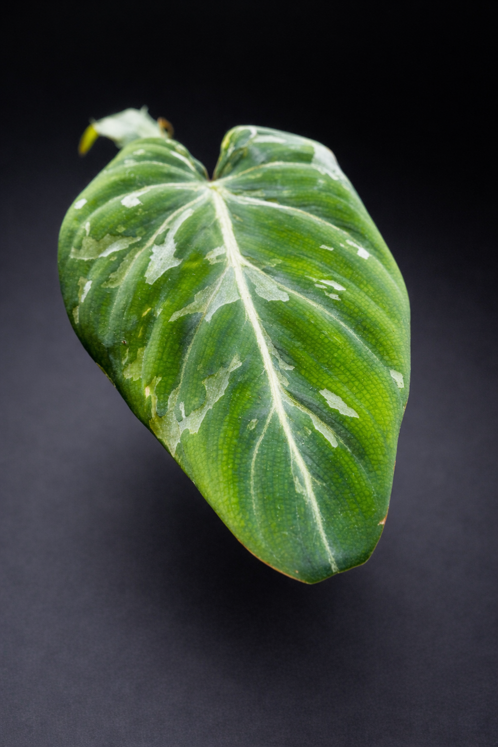 Philodendron Gloriosum Snow Leopard