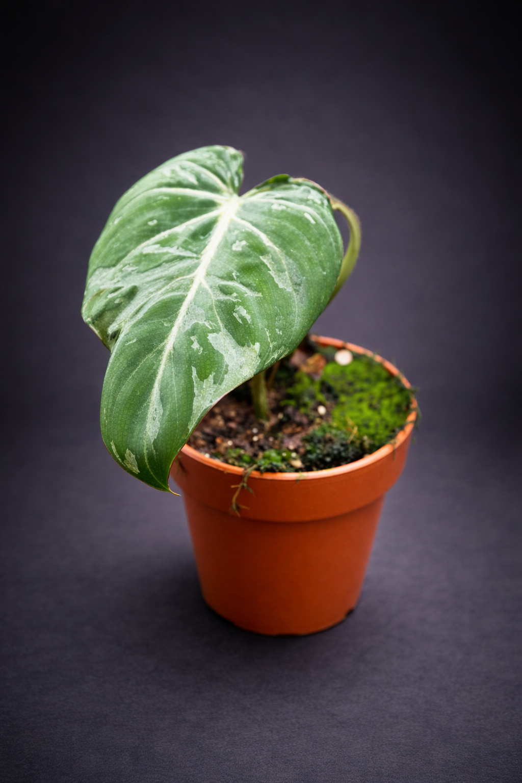 Philodendron Gloriosum Snow Leopard