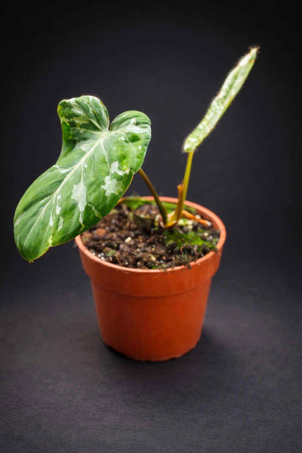 Philodendron Gloriosum Snow Leopard