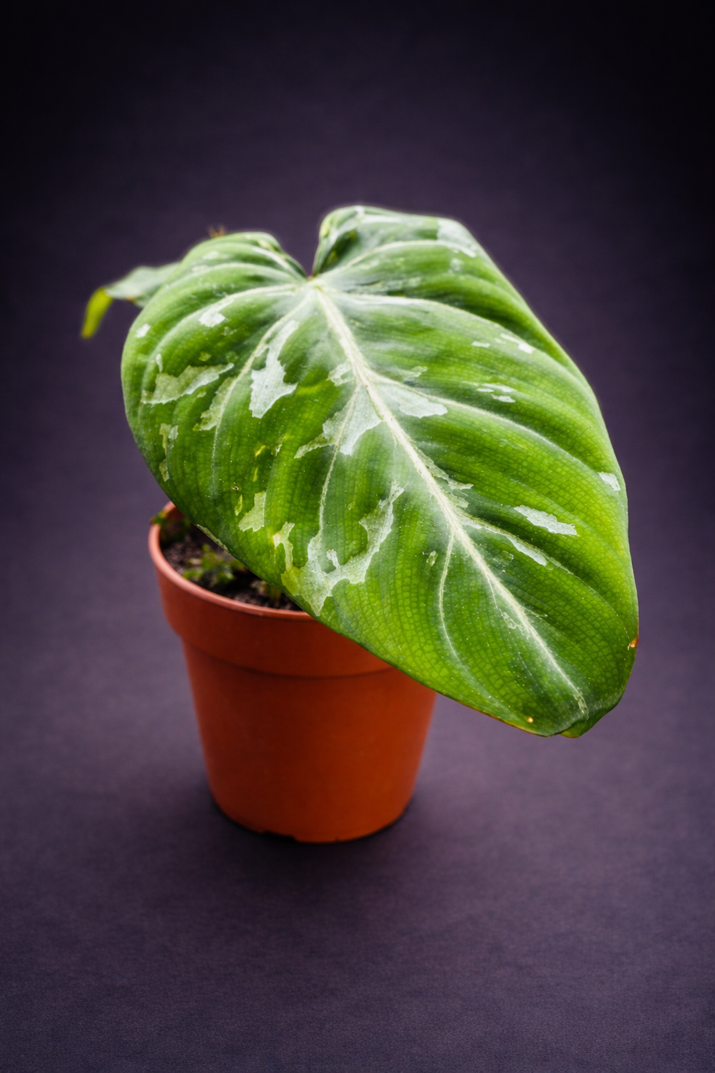 Philodendron Gloriosum Snow Leopard