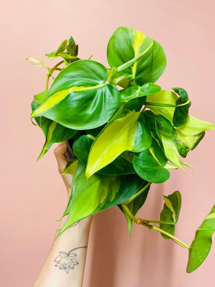 Philodendron Hederaceum Brasil med spraglete grønne og gule blader, utstråler livlighet og friskhet.