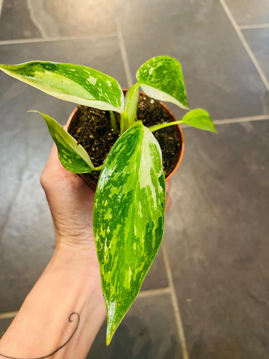 Philodendron Jose Buono med store, varierte blader i nyanser av hvitt, krem og grønt, utstråler eksotisk eleganse.