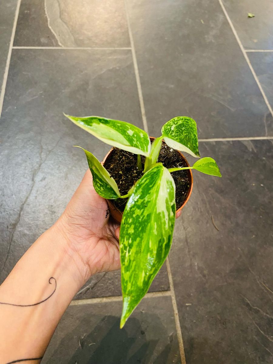 Philodendron Jose Buono med store, varierte blader i nyanser av hvitt, krem og grønt, utstråler eksotisk eleganse.