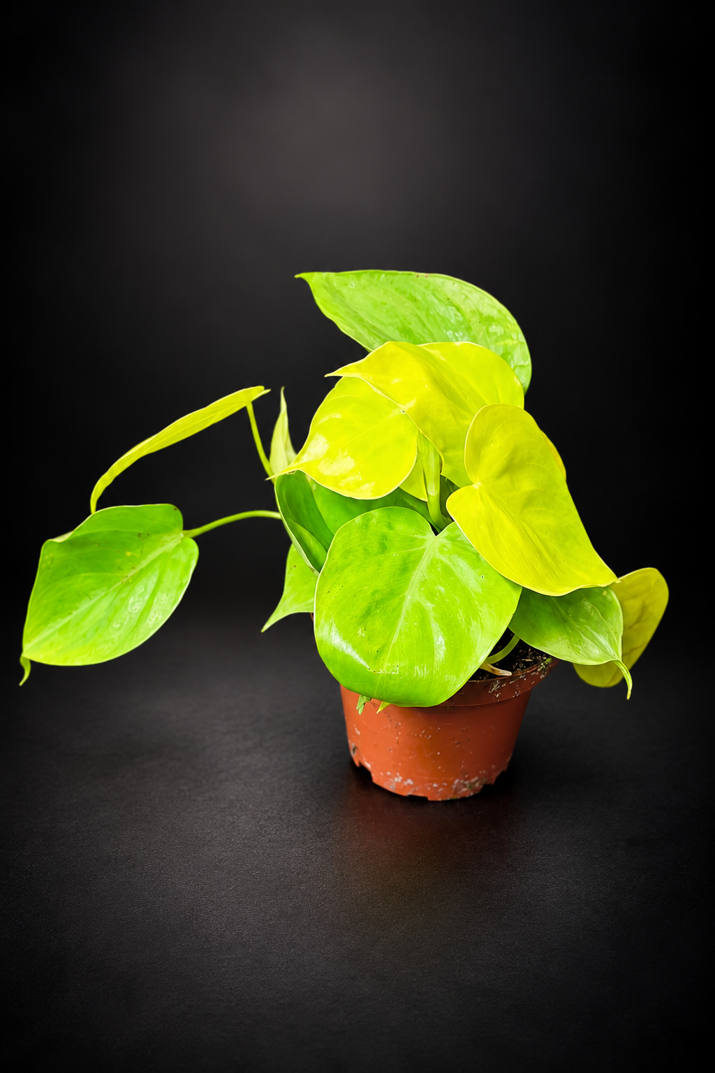 Philodendron Lemon Lime