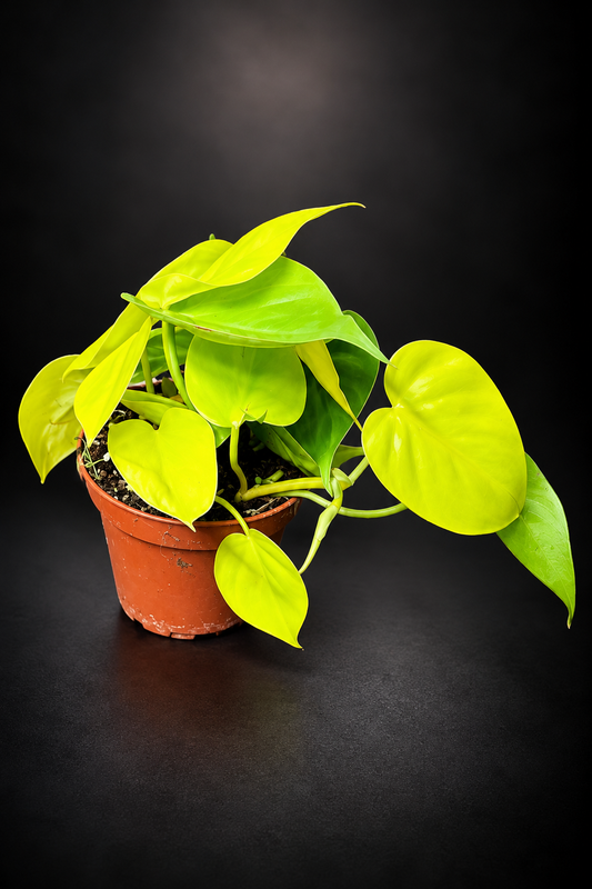 Philodendron Lemon Lime