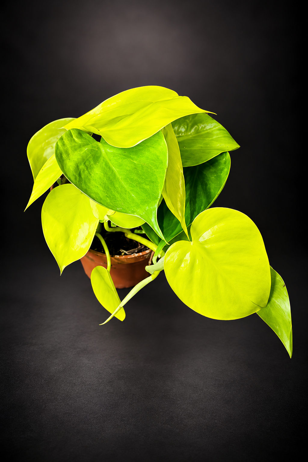 Philodendron Lemon Lime