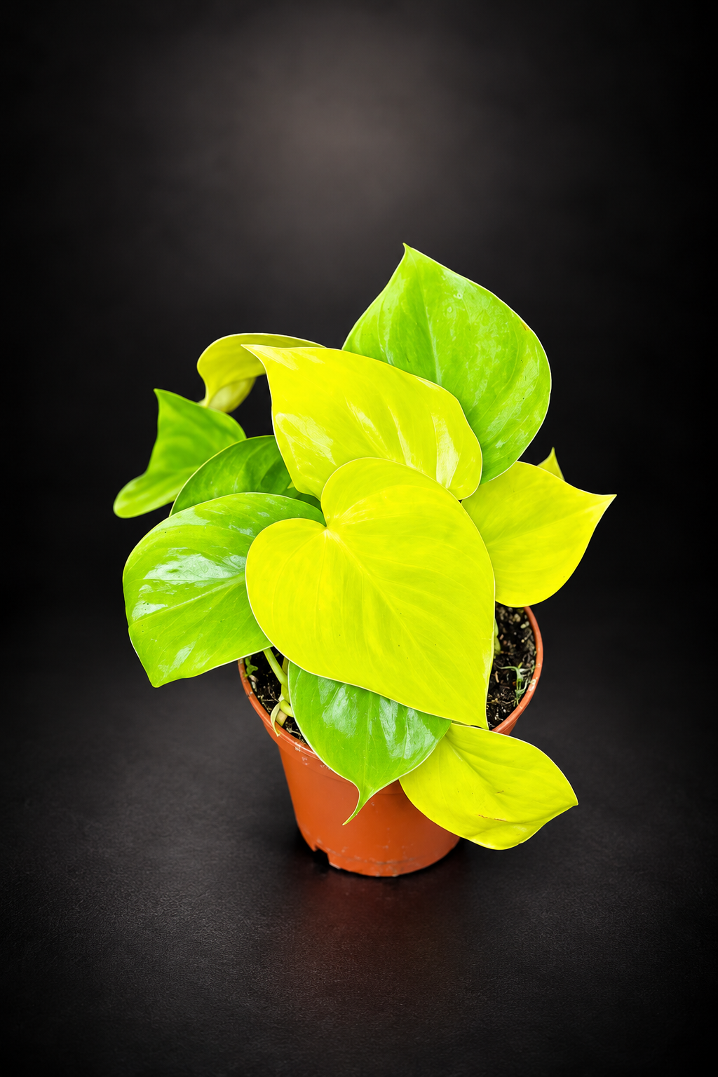 Philodendron Lemon Lime