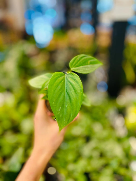 Grønne, hjerteformede blader av Philodendron Majestic med elegante sølvaktige årer.