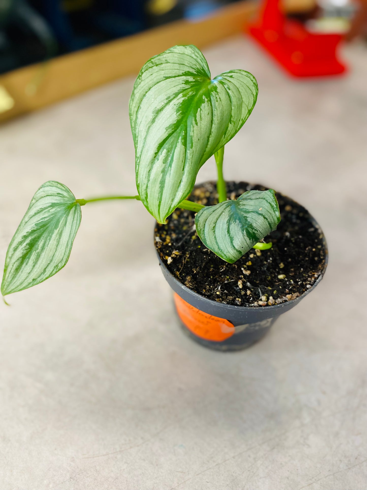 Philodendron Mamei