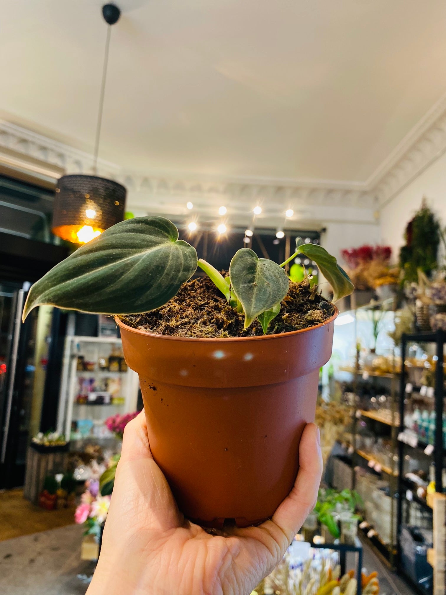 Philodendron Melanochrysum – Luksuriøs Tropisk Eleganse